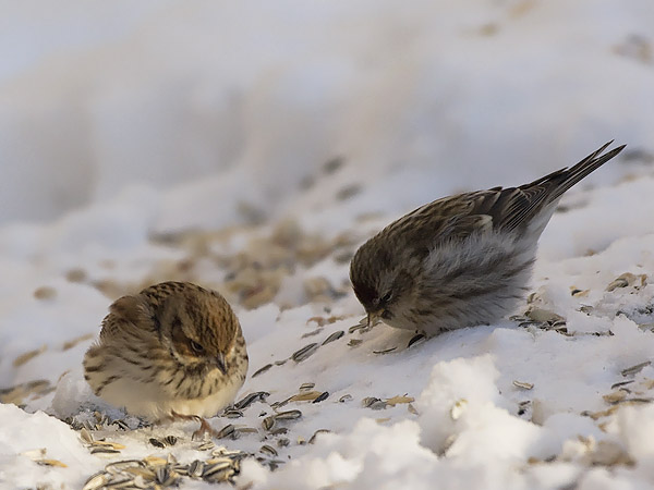 Pikkusirkku, Little Bunting, Emberiza pusilla